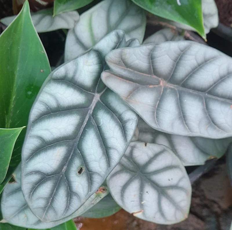 Alocasia Silver Dragon leaves showing pale silver-green surface with dramatic dark impressed veins