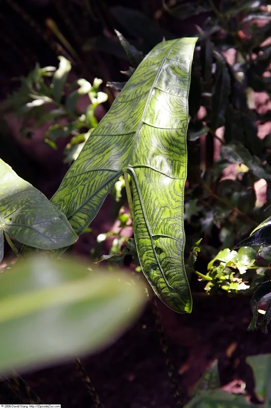 Zebra alocasia (Alocasia zebrina)