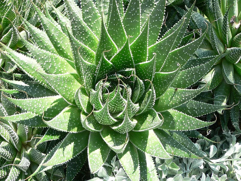 Aloe aristata (lace aloe) rosette with white-spotted leaves