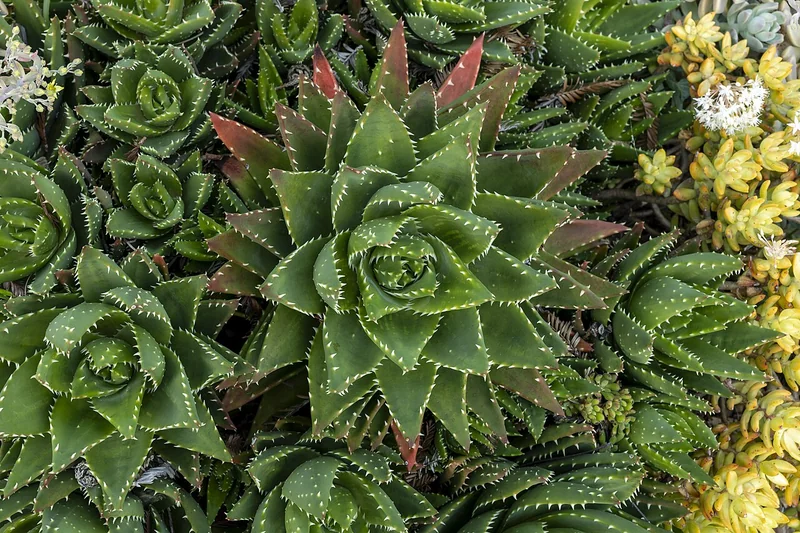 Aloe brevifolia compact blue-green rosettes