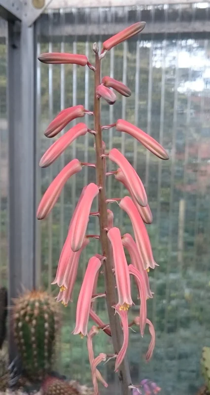 Aloe variegata compact three-ranked spiral rosette with dark-green leaves banded in white