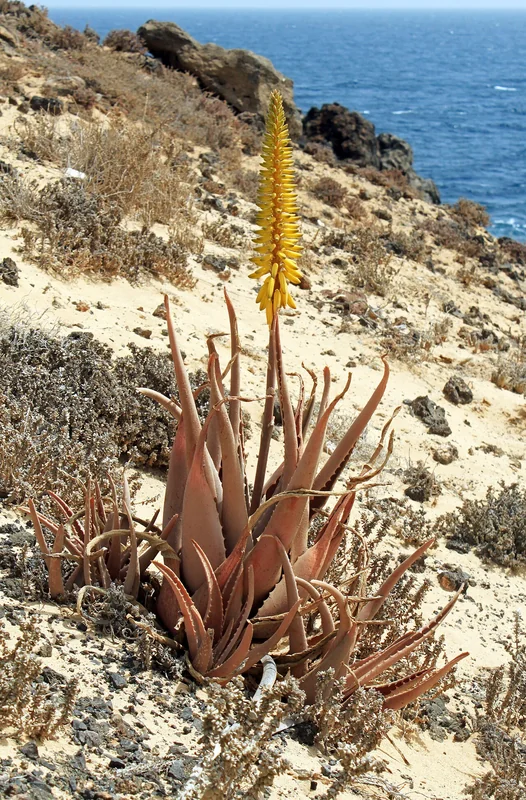 Aloe vera (Aloe vera)