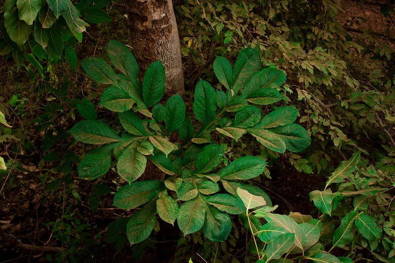 Amorphophallus bulbifer compound leaf on spotted petiole with small bulbil at leaf junction