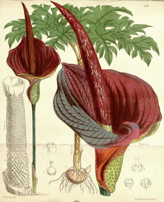 Amorphophallus konjac single compound leaf on mottled stalk with deeply divided leaflets