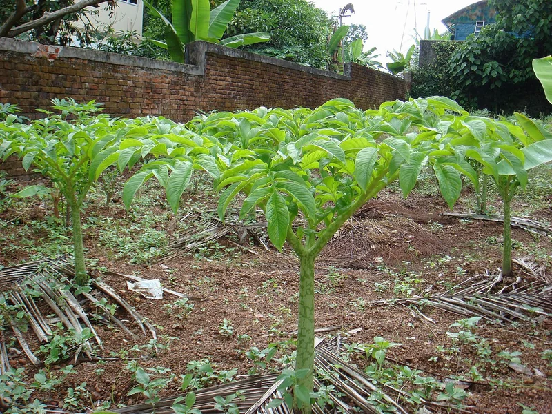 Amorphophallus paeoniifolius single large deeply-divided compound leaf on ornately mottled grey-green petiole