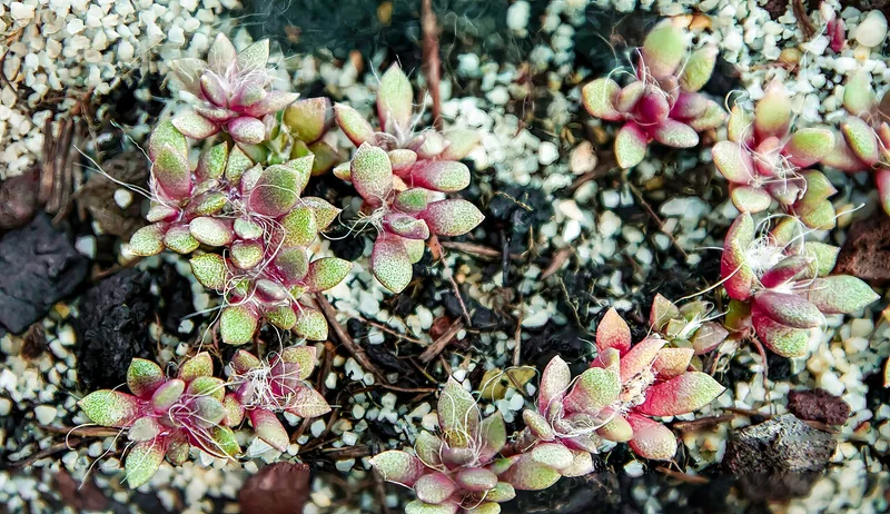 Anacampseros rufescens compact rosette with dark magenta-purple leaves and silky white axillary threads