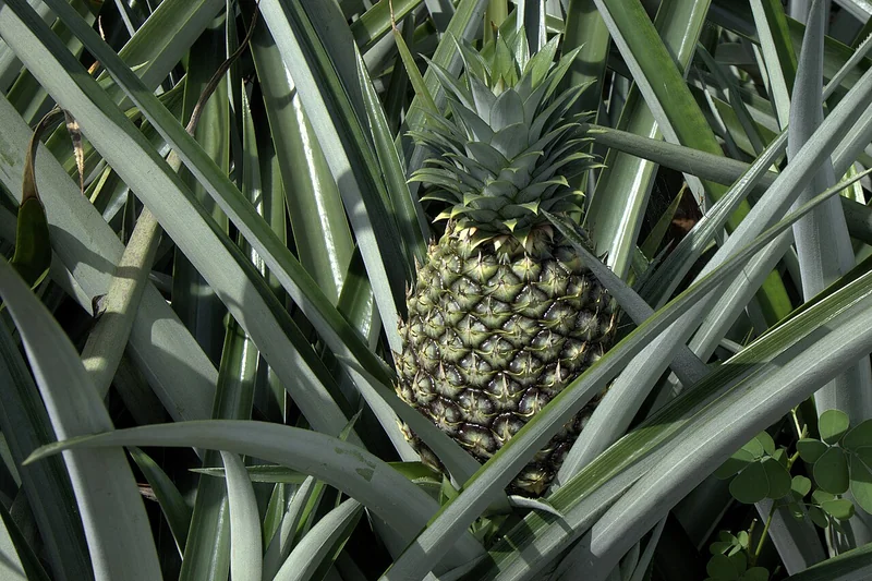 Ananas comosus ornamental pineapple plant with spiky blue-green rosette and miniature developing fruit