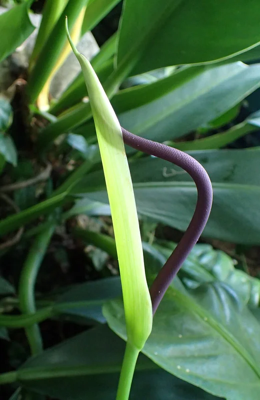 Stemless Anthurium (Anthurium acaule)
