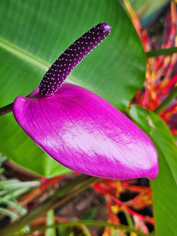 River Anthurium (Anthurium amnicola)