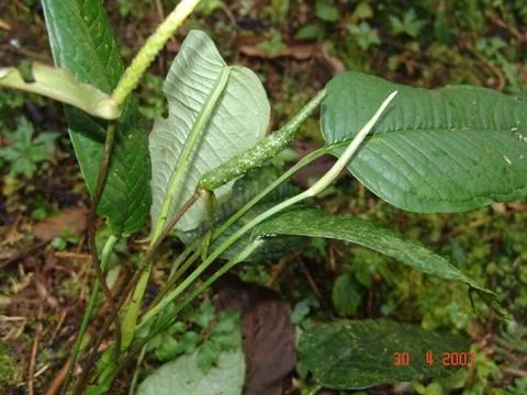 Pleasant Anthurium (Anthurium amoenum)