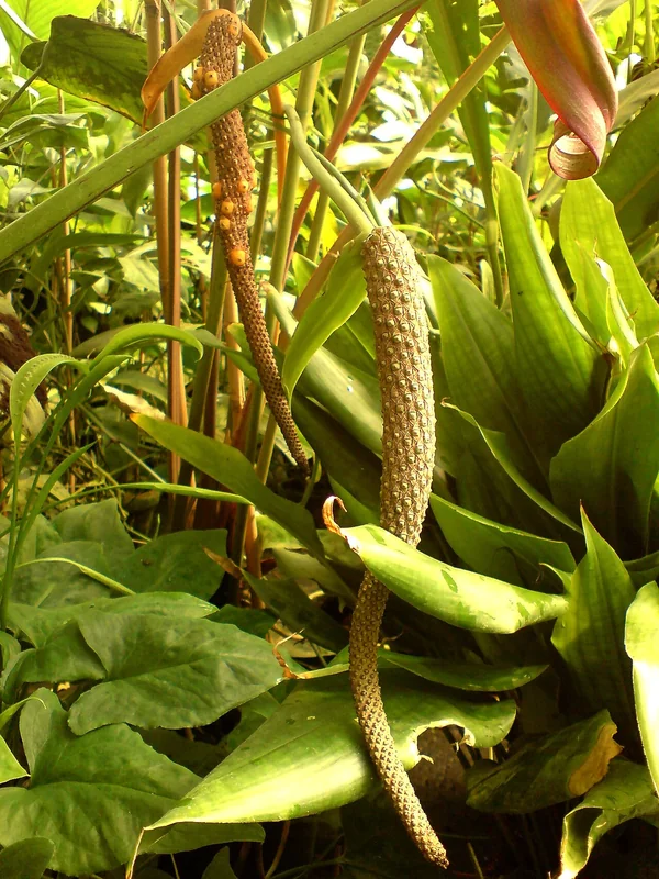 Andean Anthurium (Anthurium andicola)