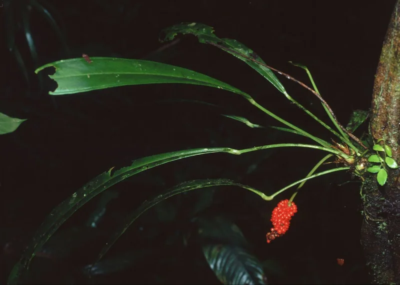 Baker's Anthurium (Anthurium bakeri)