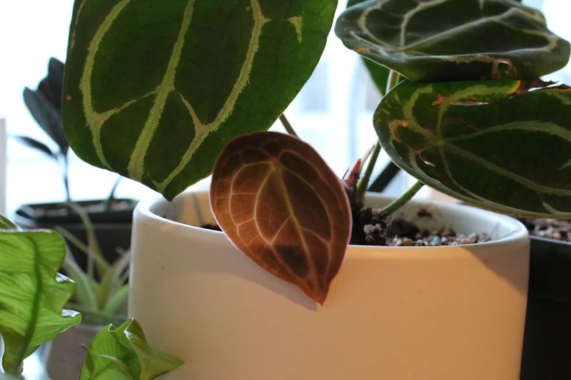 Anthurium besseae compact velvet-leaf anthurium