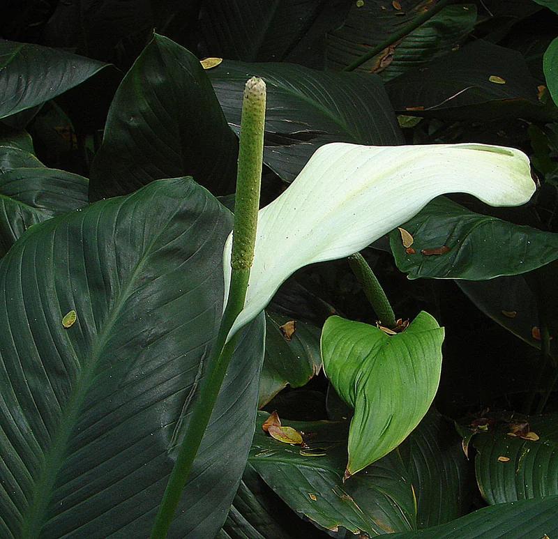 Bonpland's Anthurium (Anthurium bonplandii)