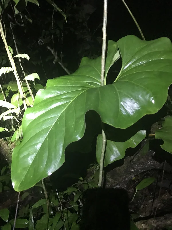 Brown's Anthurium (Anthurium brownii)