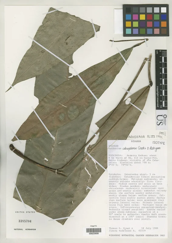Cabuyal Anthurium (Anthurium cabuyalense)