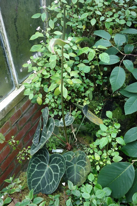 Velvet cardboard anthurium (Anthurium clarinervium)