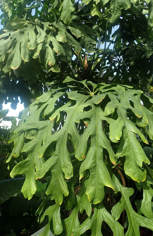 Club-bearing Anthurium (Anthurium clavigerum)