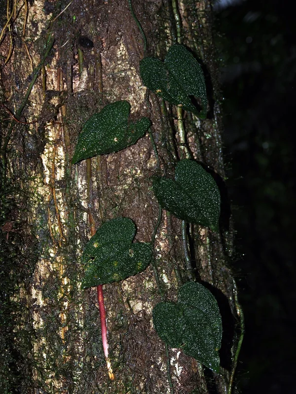 Clidemia-leaved Anthurium (Anthurium clidemioides)
