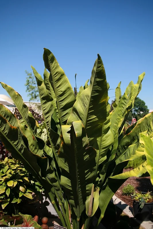 Leathery Anthurium (Anthurium coriaceum)