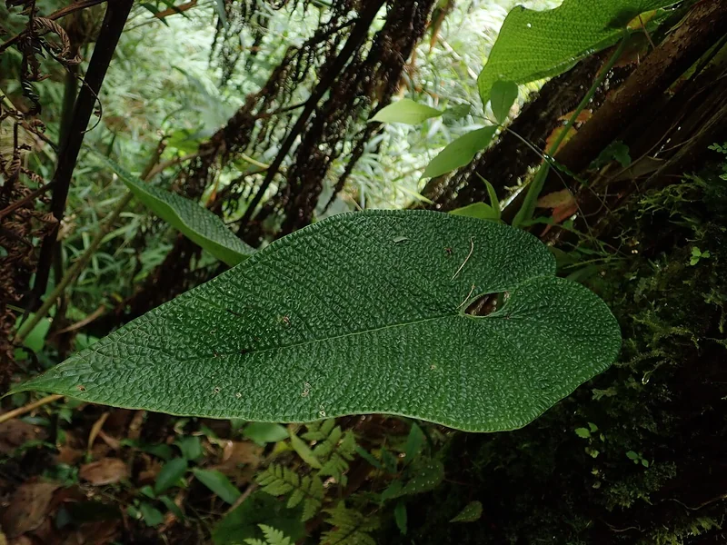 Corrugated Anthurium (Anthurium corrugatum)