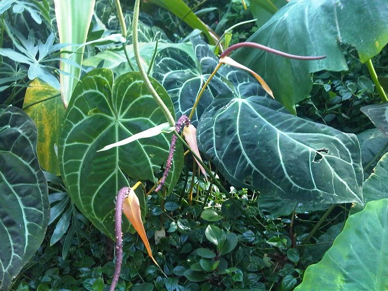 Crystal anthurium (Anthurium crystallinum)