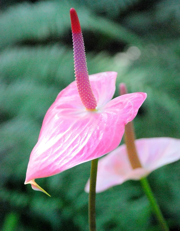 Anthurium sp.