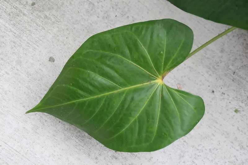 Fausto Miranda's Anthurium (Anthurium faustomirandae)