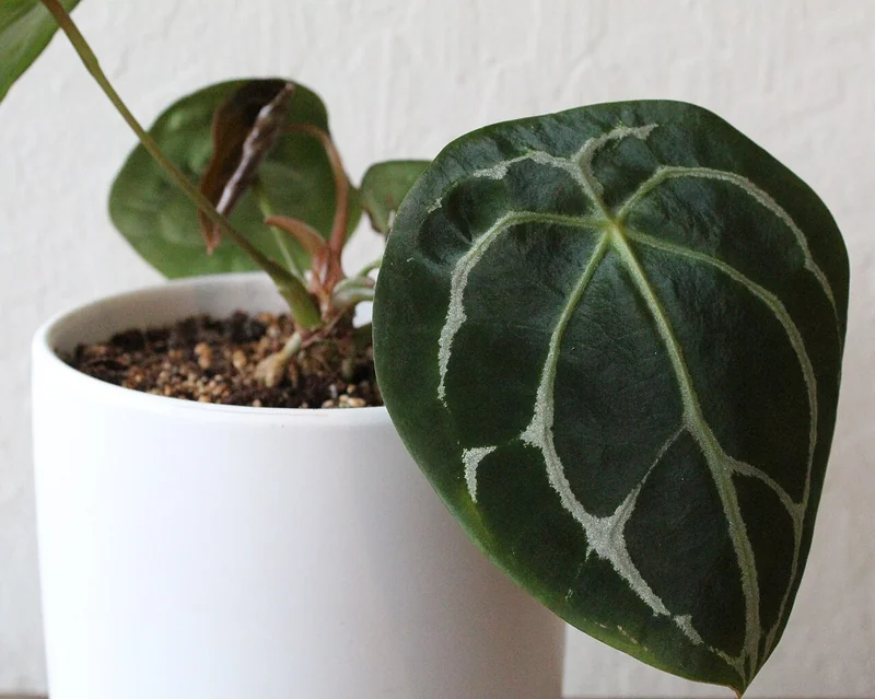 Forget's anthurium (Anthurium forgetii)