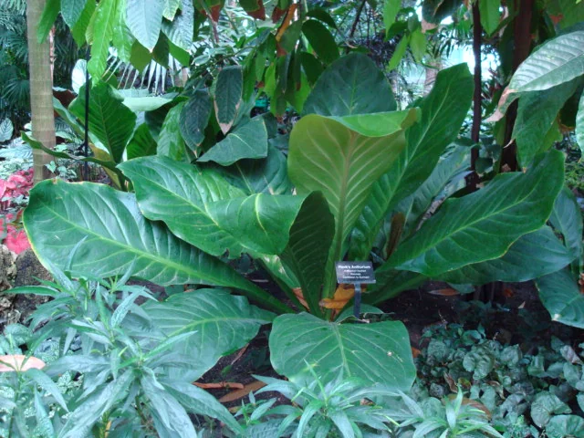 Bird's Nest Anthurium (Anthurium hookeri)