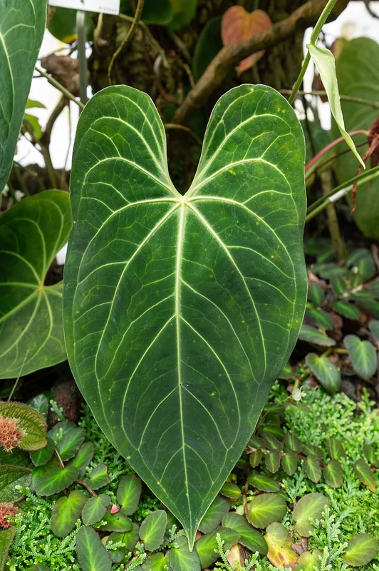 Magnificent anthurium (Anthurium magnificum)