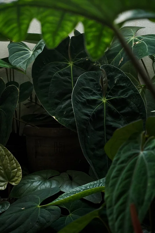 Anthurium papillilaminum leaf showing papillose suede-like surface
