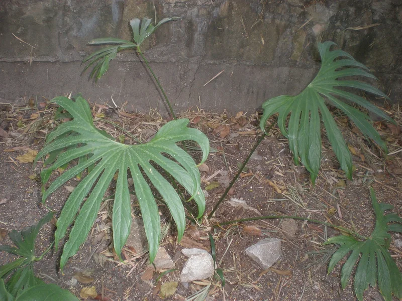 Fingers anthurium (Anthurium pedatoradiatum)