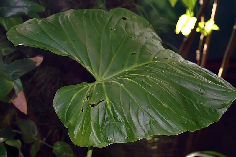 Anthurium ravenii strap-like upright leaves at Kew Gardens