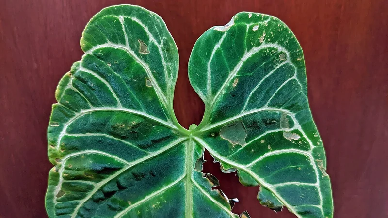 Royal anthurium (Anthurium regale)