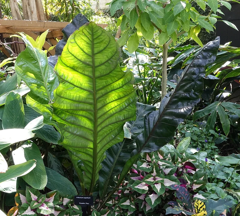 Bird's nest anthurium (Anthurium superbum)