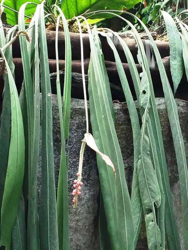 Strap-leaf anthurium (Anthurium vittariifolium)