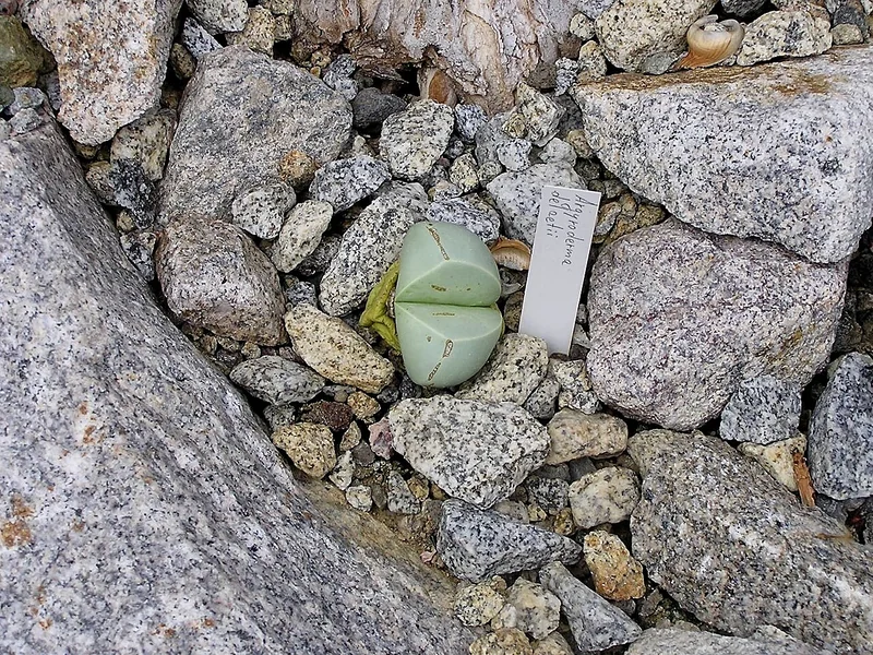 Argyroderma delaetii smooth silver-green egg-shaped leaf pair with large pink daisy flower