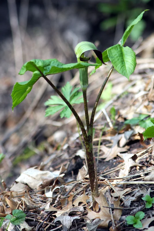 Arisaema triphyllum striped hooded spathe enclosing the spadix above trifoliate leaves