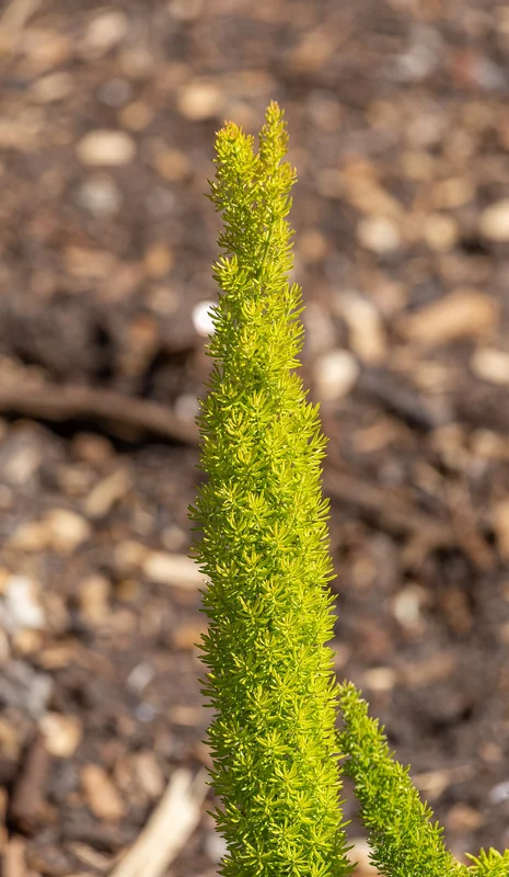 Asparagus fern (Asparagus densiflorus)