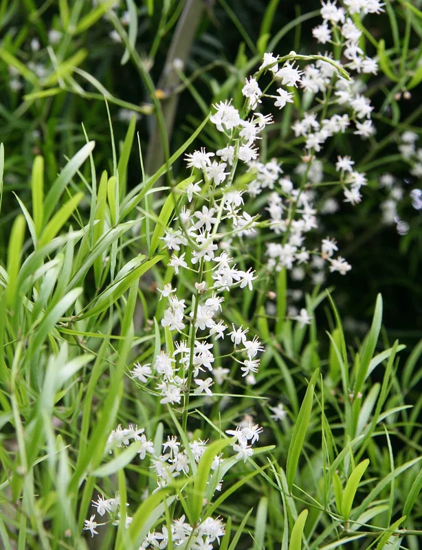 Sicklethorn (Asparagus falcatus)