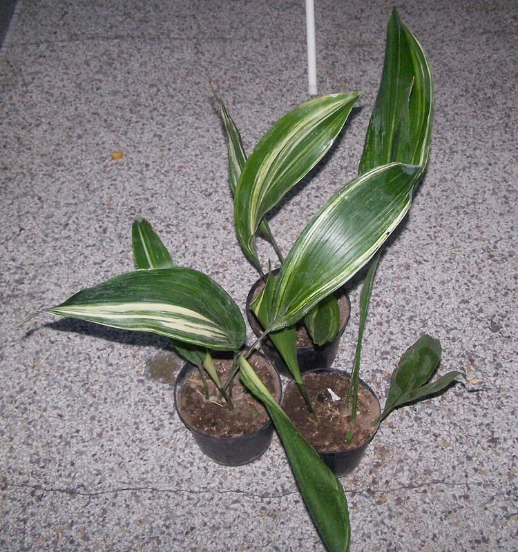 Cast Iron Plant (Aspidistra elatior)