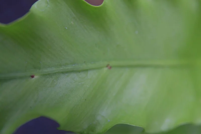 Crispy Wave Fern (Asplenium antiquum)
