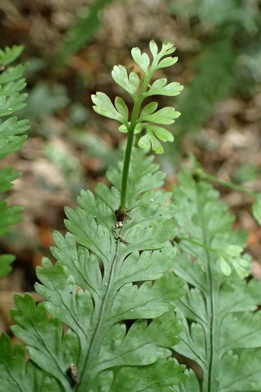 Mother Fern (Asplenium bulbiferum)