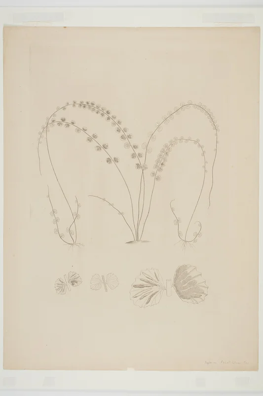 Asplenium flabellifolium necklace fern with pendant fronds and fan-shaped pinnae