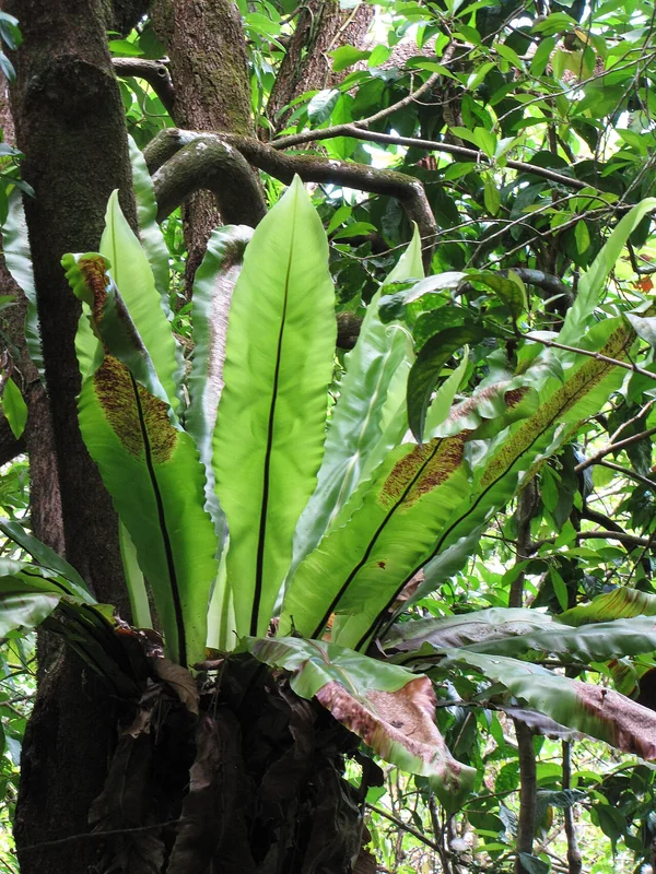 Bird's nest fern (Asplenium nidus)