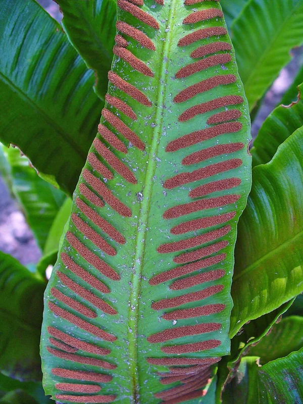 Asplenium scolopendrium (hart's tongue fern) glossy strap-shaped fronds