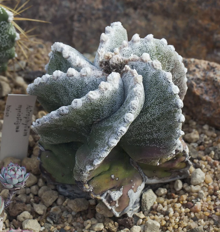 Astrophytum myriostigma spineless ribbed star-shaped cactus with white-flecked grey-green body