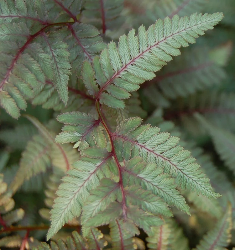 Athyrium niponicum var. pictum showing silver-purple painted fronds