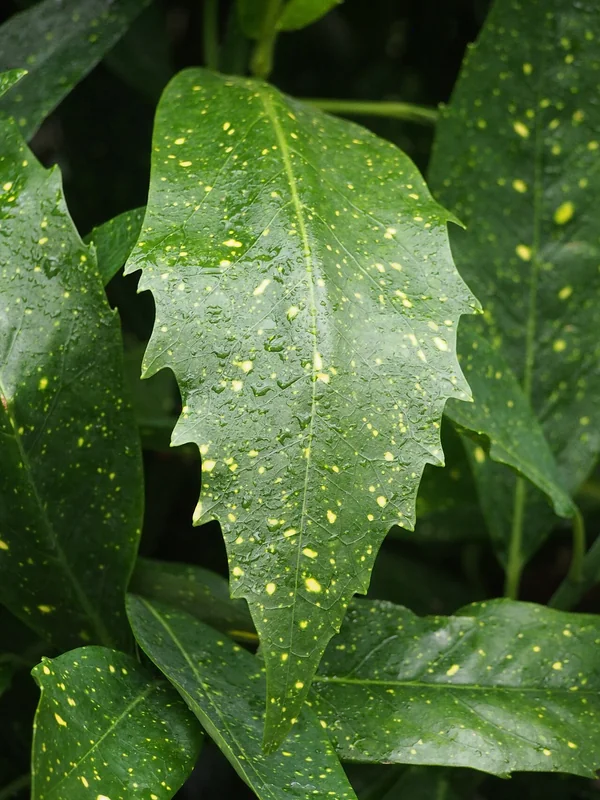 Spotted Laurel (Aucuba japonica 'Variegata')